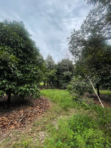 កំពតដីចំការធុរេនលក់