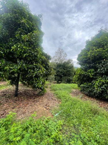 កំពតដីចំការធុរេនលក់