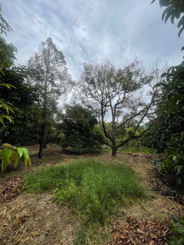 កំពតដីចំការធុរេនលក់