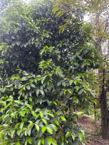 កំពតដីចំការធុរេនលក់