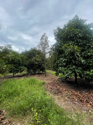 កំពតដីចំការធុរេនលក់