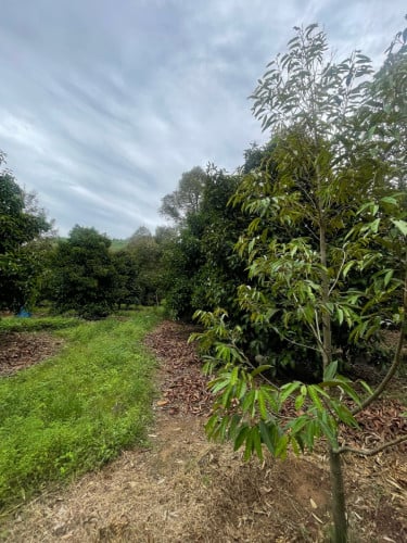 កំពតដីចំការធុរេនលក់