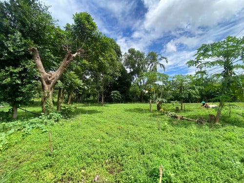 ដីលក់ជាប់ផ្លូវ6A ក្បែរគម្រោងផ្លូវល្បឿនលឿន និង Borey Mekong City By Mekong Land