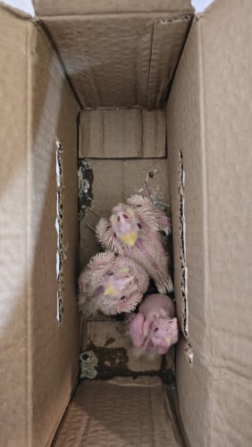 កូនសេកcockatiel