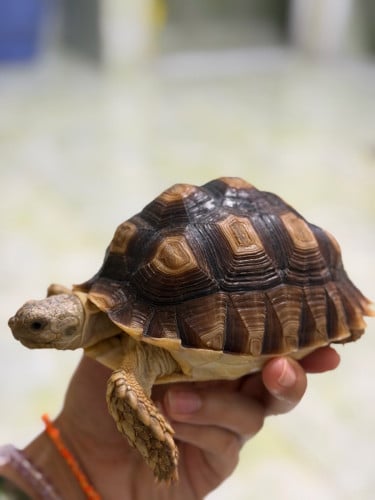 14 cm sulcata