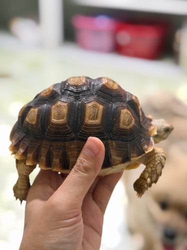 14 cm sulcata