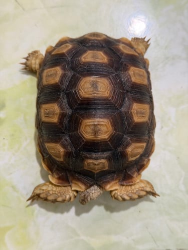 14 cm sulcata