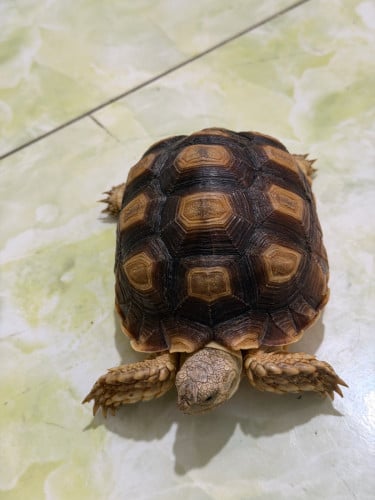 14 cm sulcata