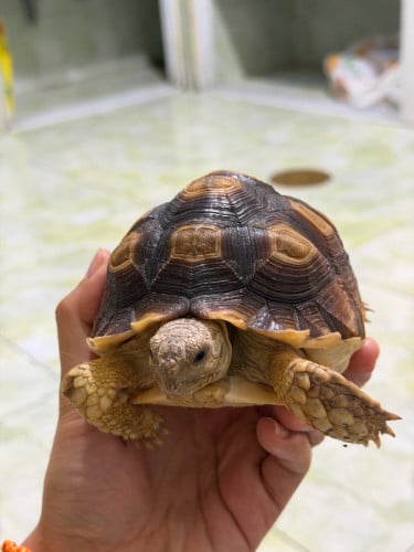 14 cm sulcata