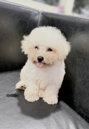 Bichon Frise