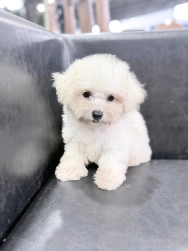 Bichon Frise
