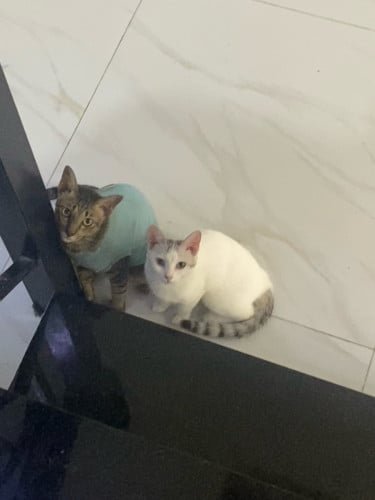 Free adoption