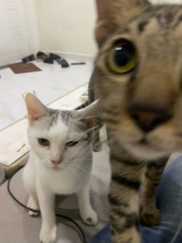 Free adoption