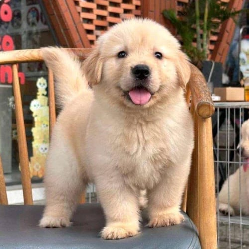 Golden vip