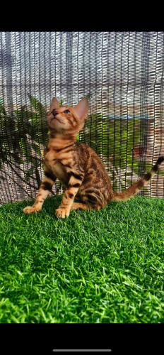 Kitten Bangel For sale