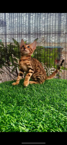 Kitten Bangel For sale