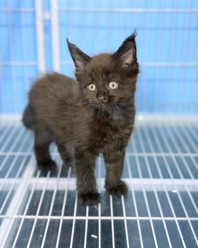 Maine Coon