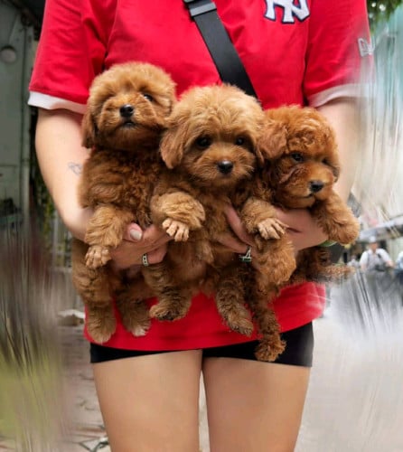 Poodle vip