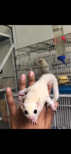 Sugar glider White