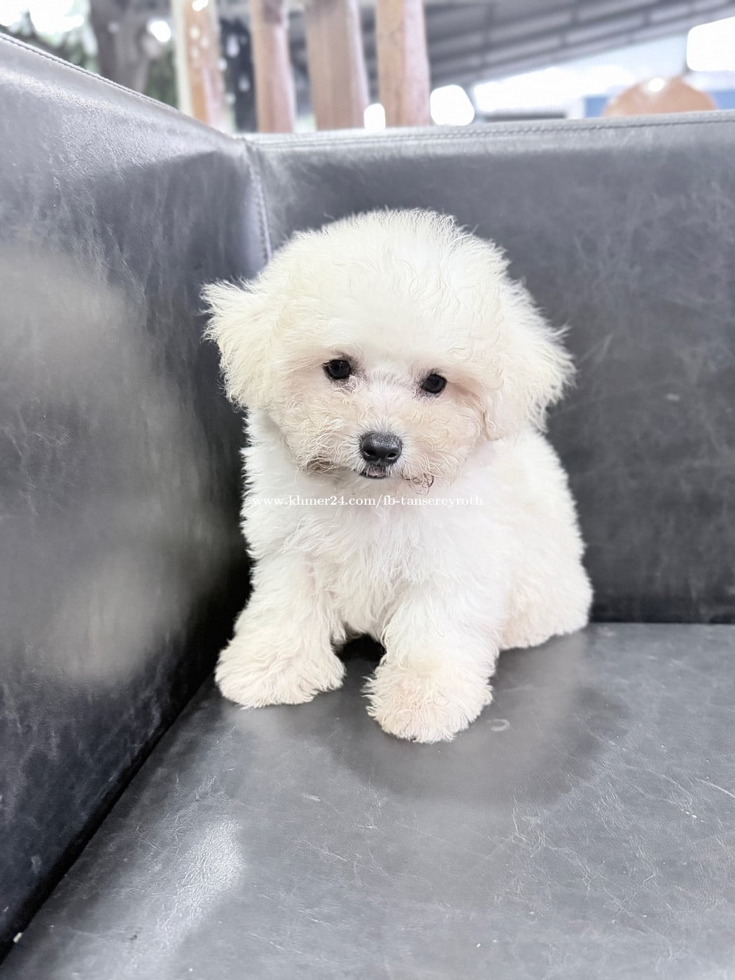 Bichon dog