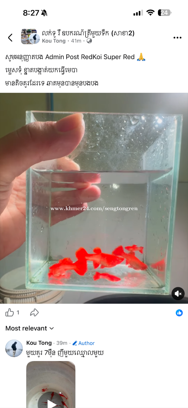 Guppy Red Koi Super Red