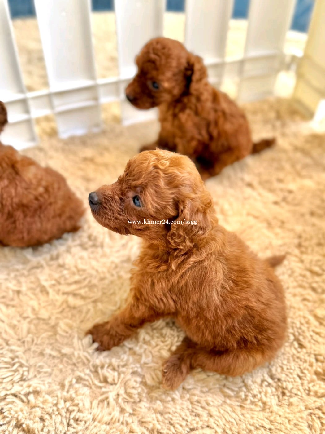 Original breed Toy Poddle