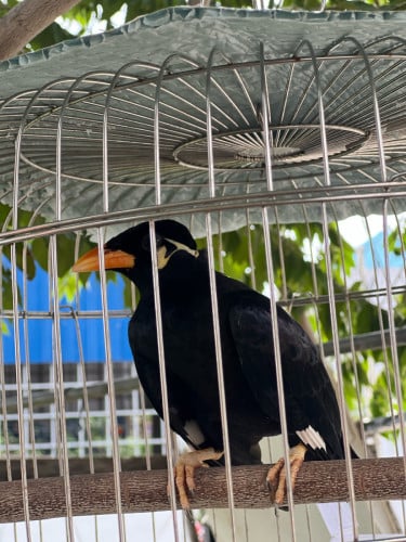 អាវងចេះនិយាយ