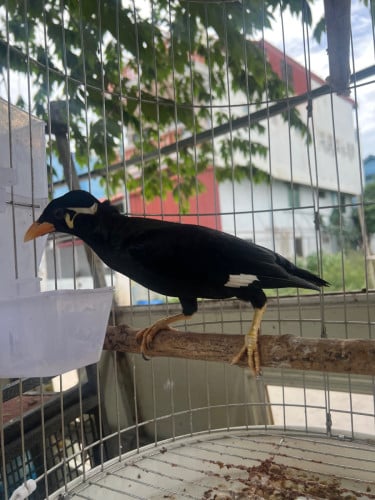 អាវងចេះនិយាយ