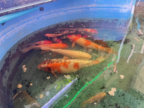 ត្រីលក់