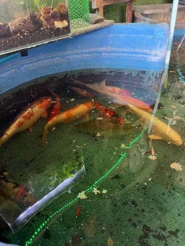 ត្រីលក់