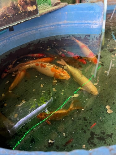 ត្រីលក់