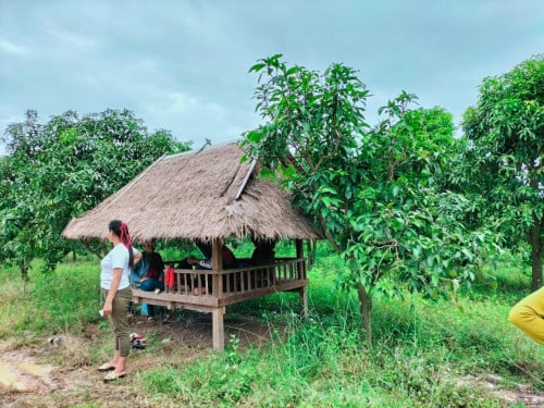 ដីចំការលក់បន្ទាន់!