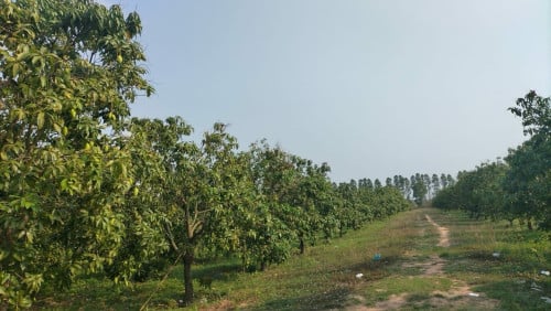 ដីចំការលក់បន្ទាន់!