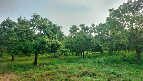 ដីចំការលក់បន្ទាន់!