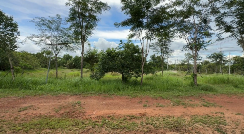 ដីចំការលក់បន្ទាន់!