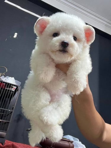 Bear ear