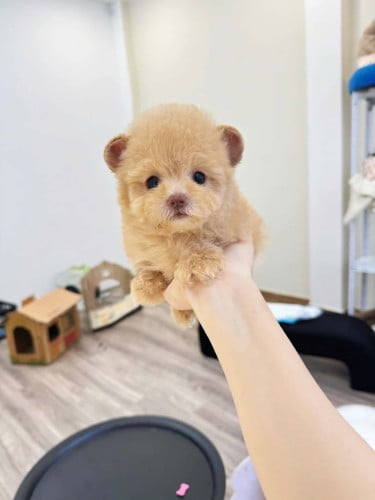 Bear ear