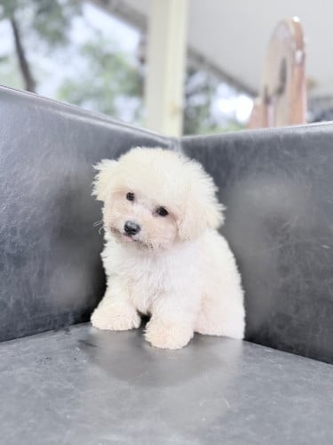 Bichon dog