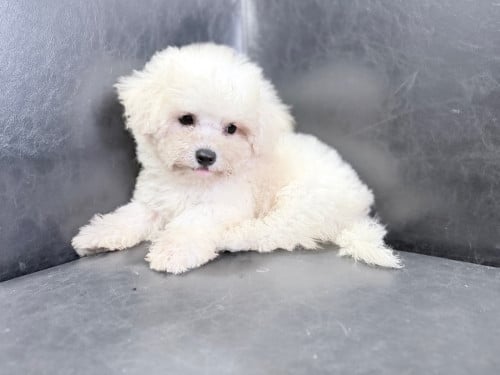 Bichon dog