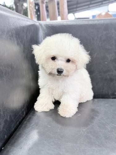 Bichon dog