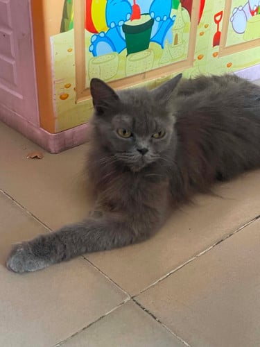 British longhair female