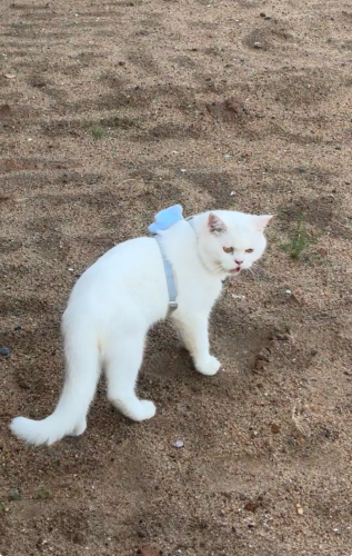 British shorthair 10ខែ