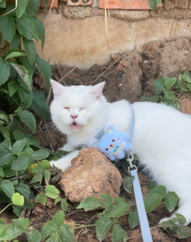 British​ shorthair 10ខែ