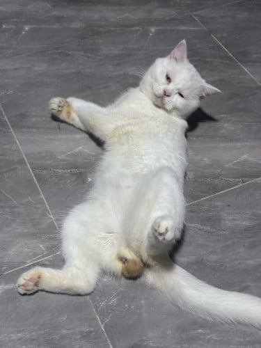 British​ shorthair 10ខែ