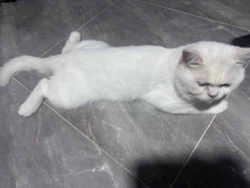 British​ shorthair 10ខែ