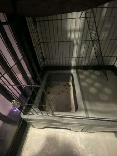 Cat cage