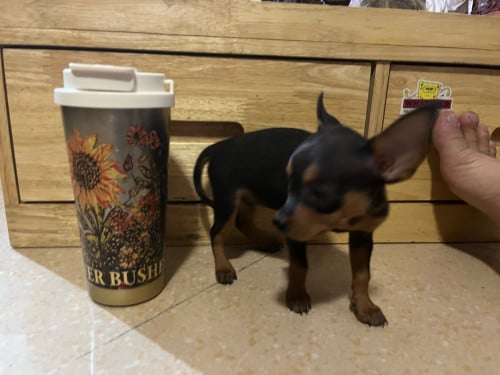Chihuahuas