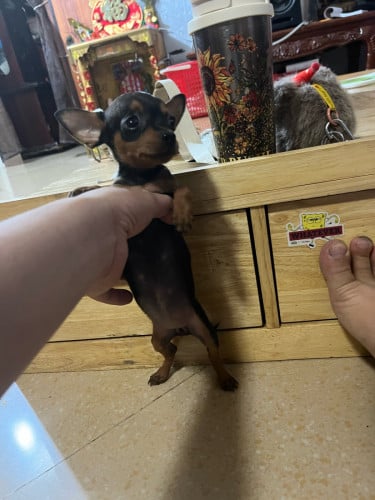 Chihuahuas