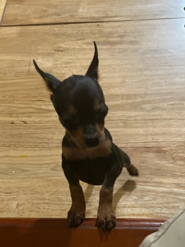 Chihuahuas
