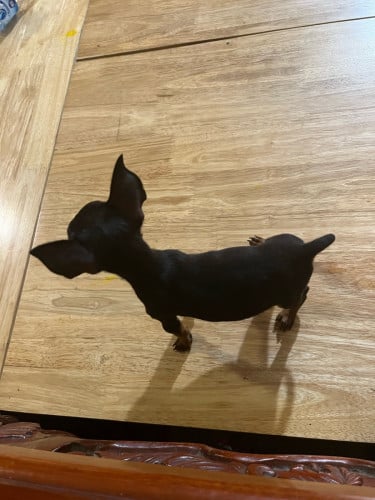 Chihuahuas